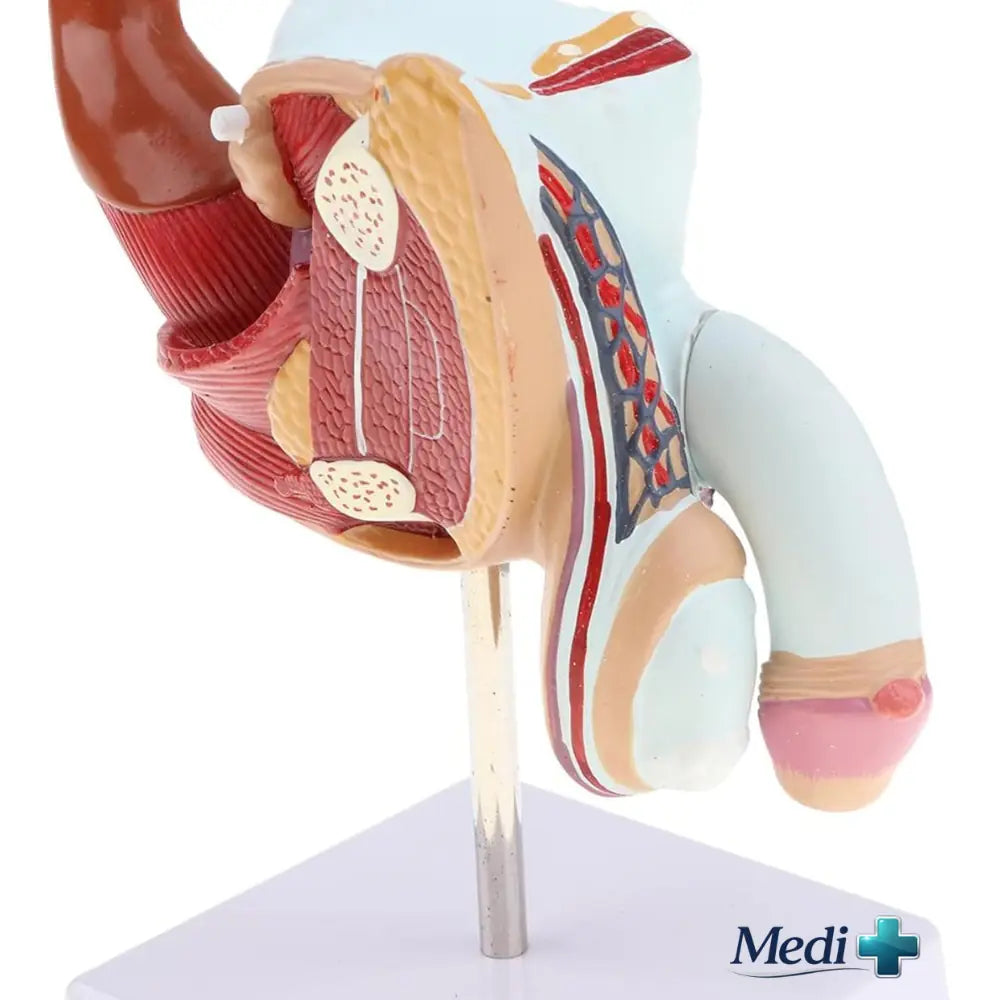 Human Male Reproductive System Model