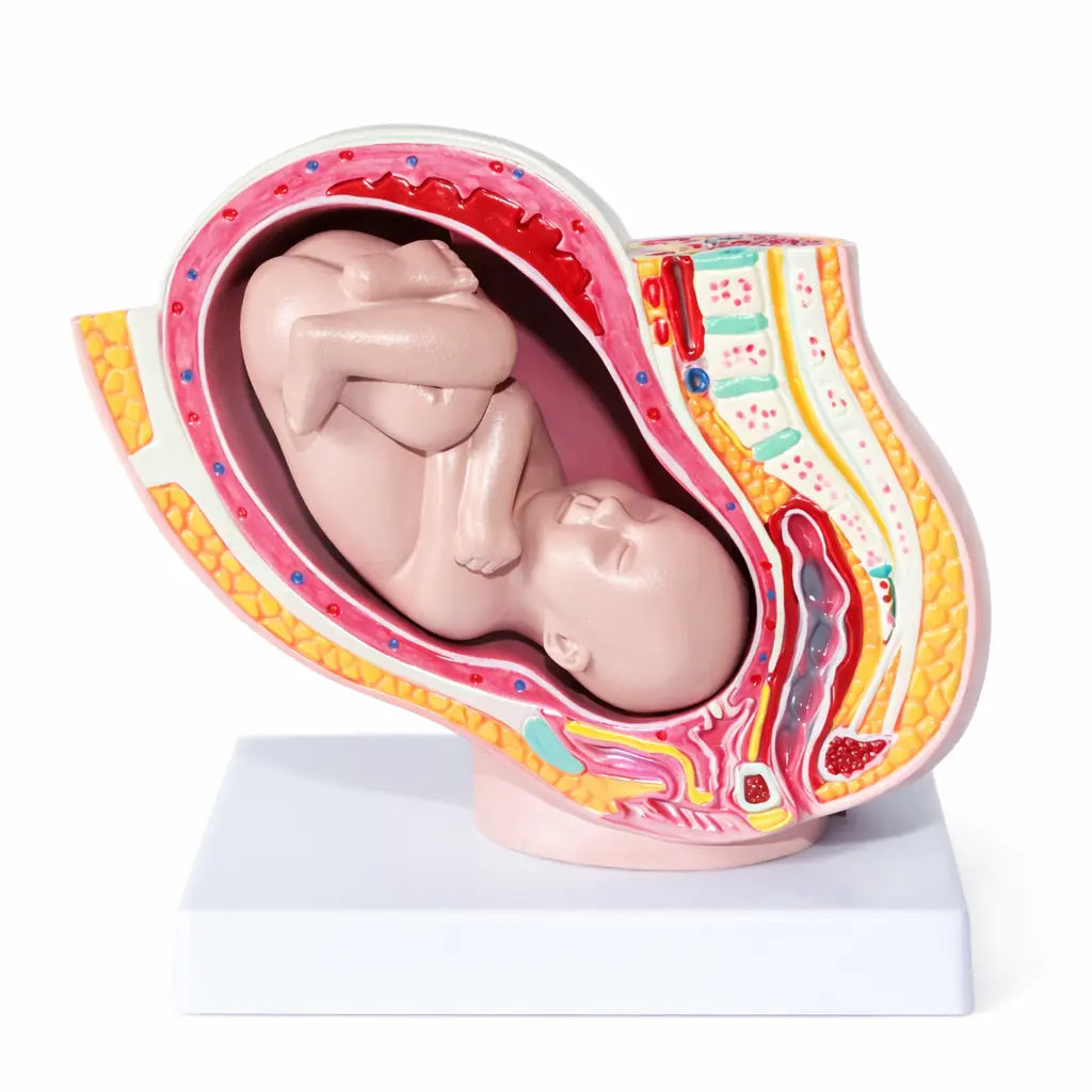 Human Pregnancy Model (40th Week / 9 Month / Full Term)