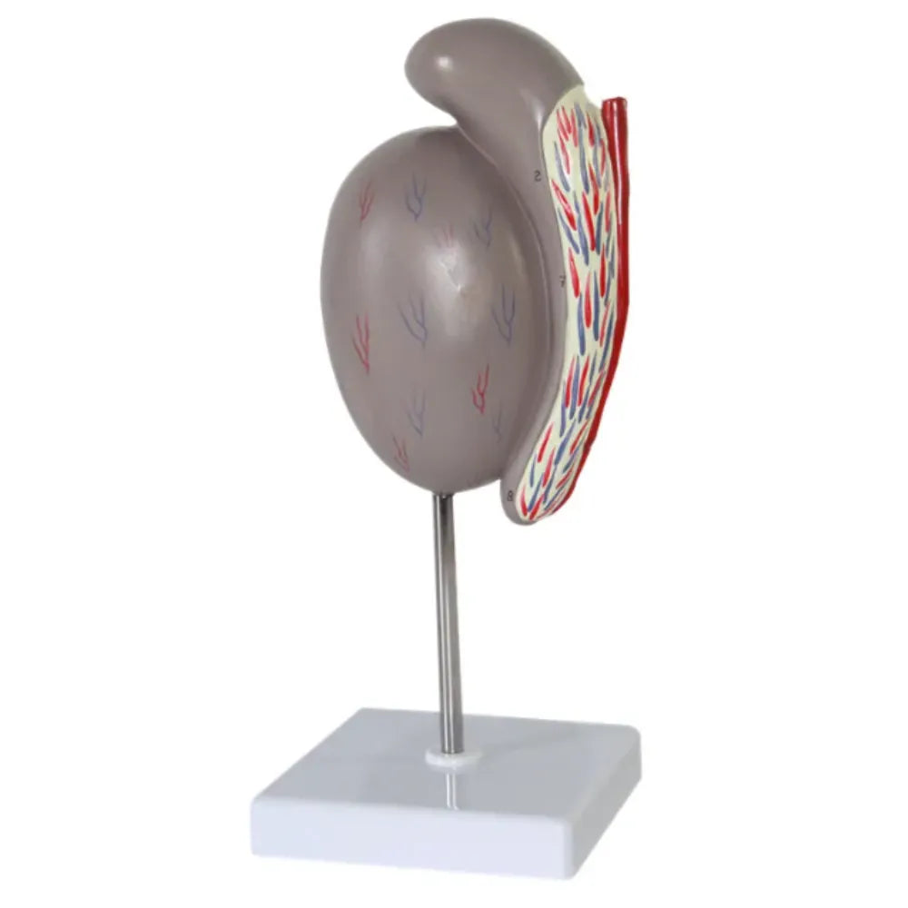 Human Testicular Structure Guidance Anatomy Model