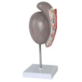 Human Testicular Structure Guidance Anatomy Model