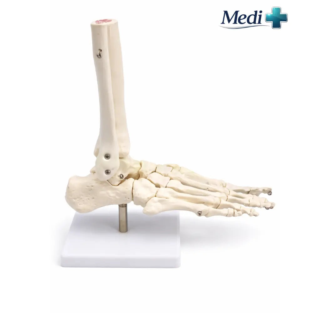 Joint and Muscle Models