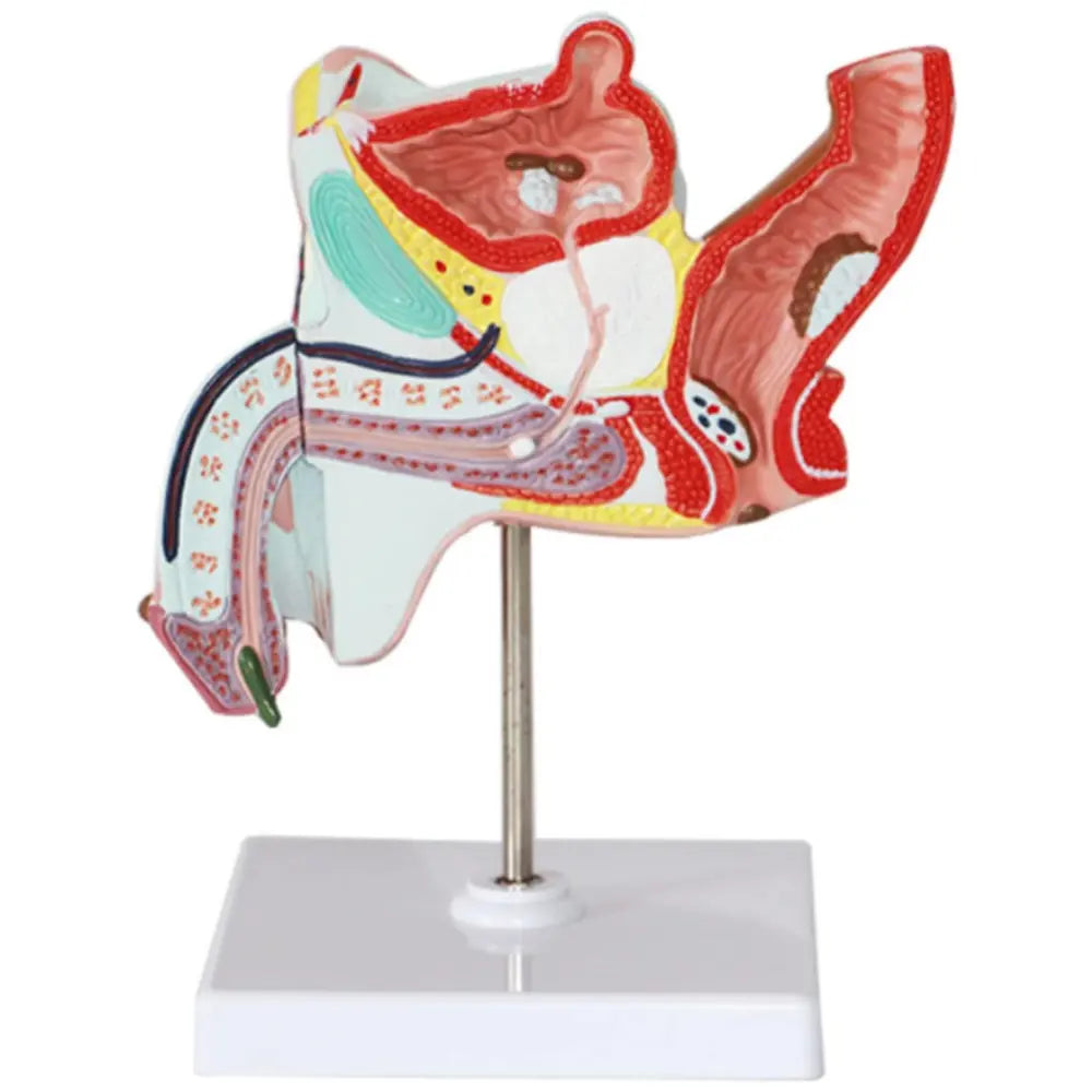 Male Pelvis Section Model 