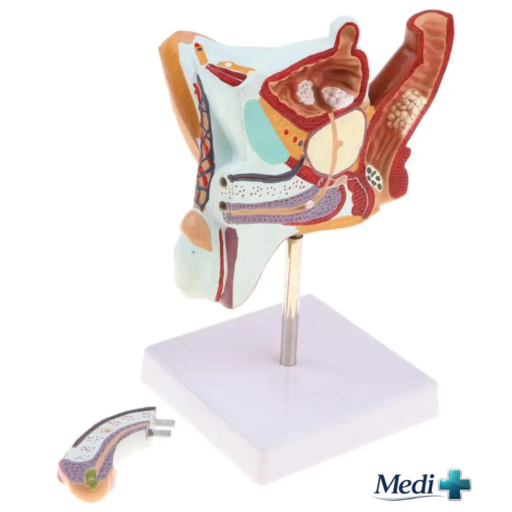 Male Pelvis Section Models