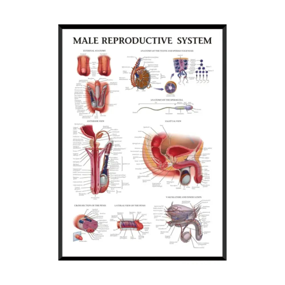 Male Reproductive System Anatomy Poster | Medical Educational Chart ...