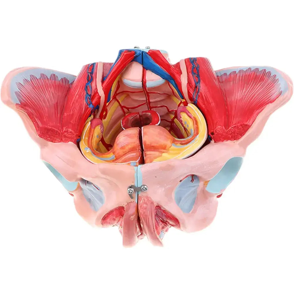 Medical Anatomical Female Pelvis Model With Removable Organs