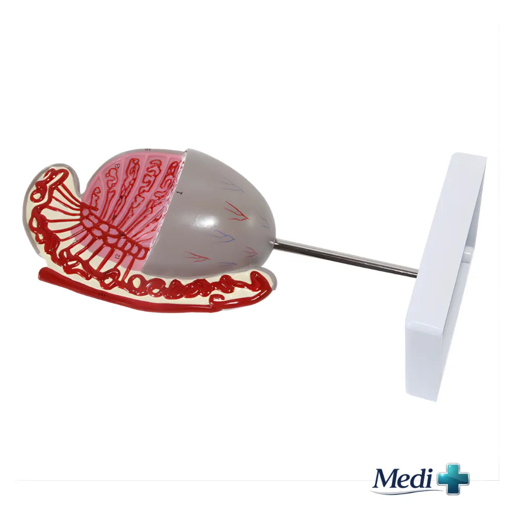Model Of Testicular Structure