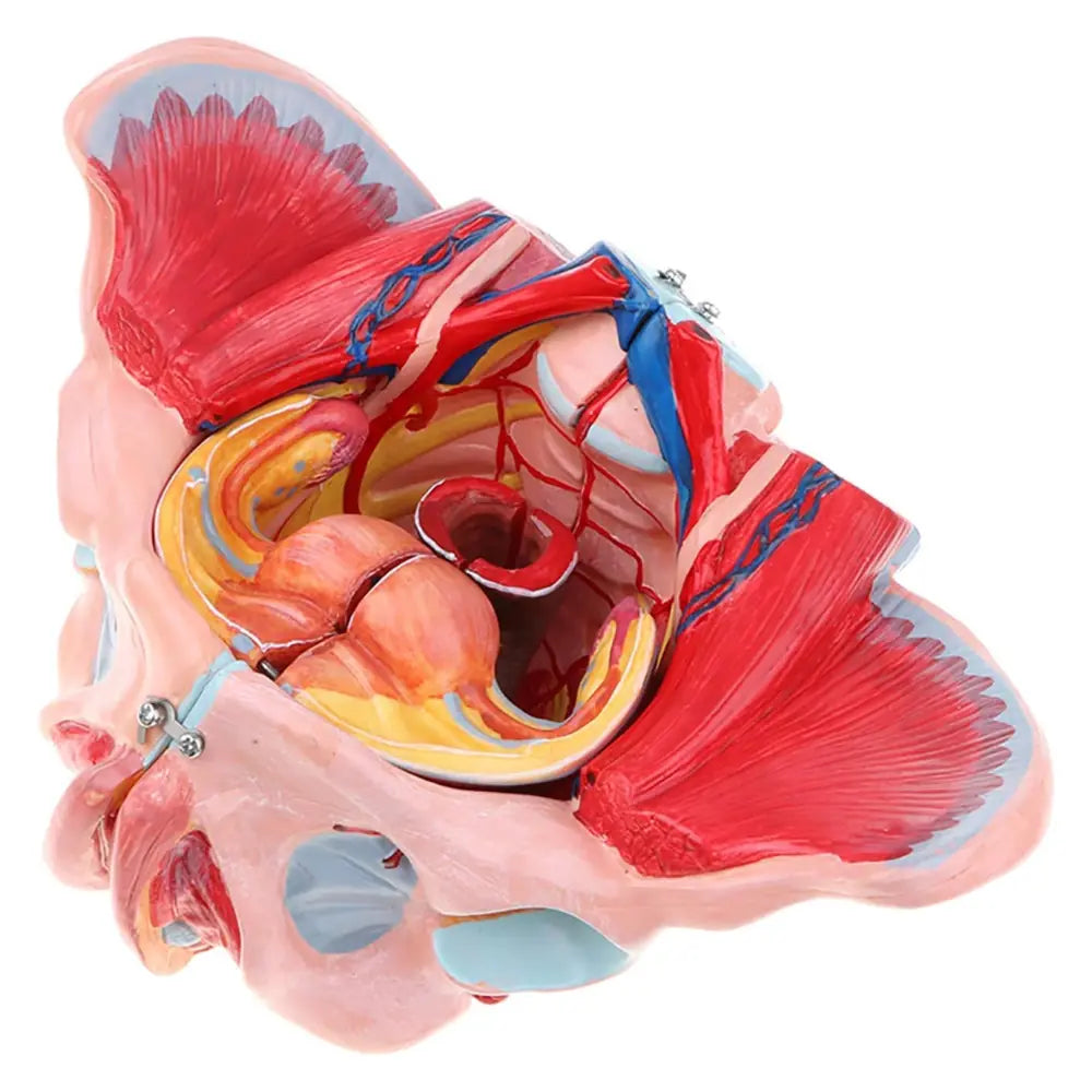 Model Pelvis Female