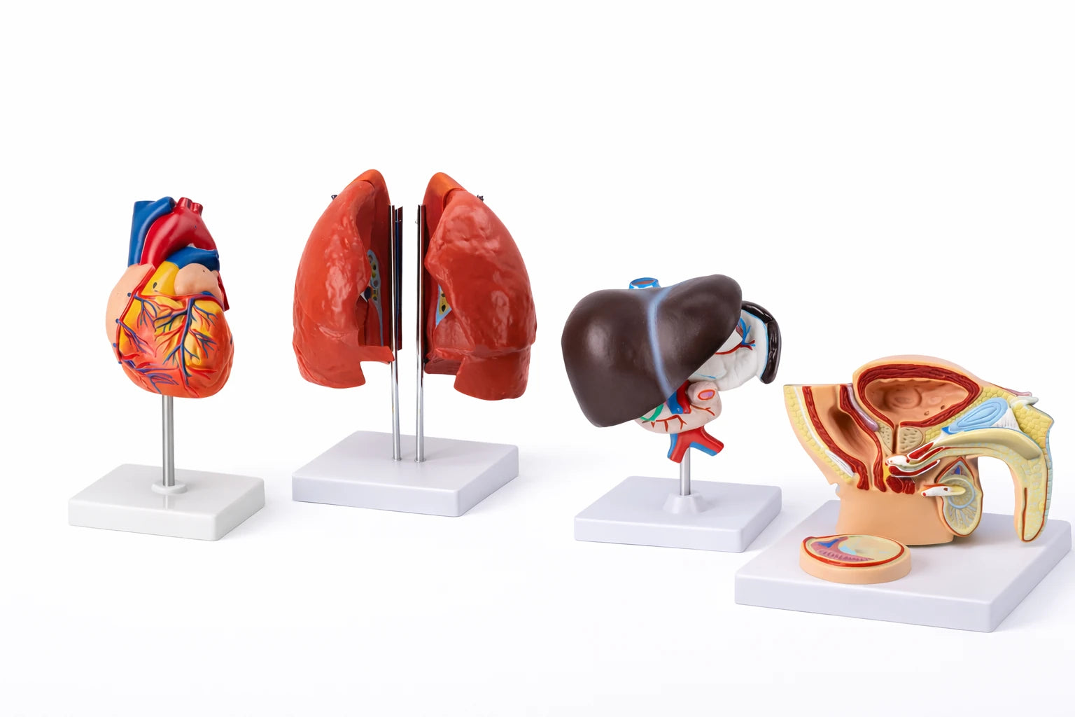 Organs of the body training models