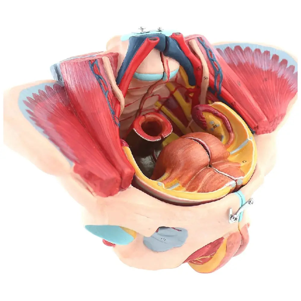 Pelvis Anatomy Models