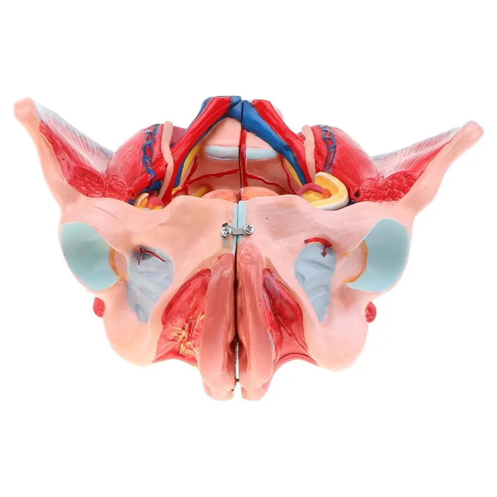 Pelvis Anatomy Models and Posters