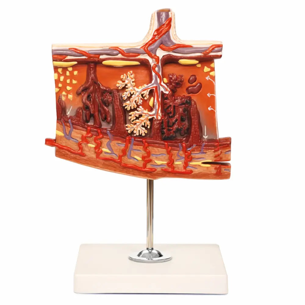 Placenta Anatomy Reproductive Teaching Model