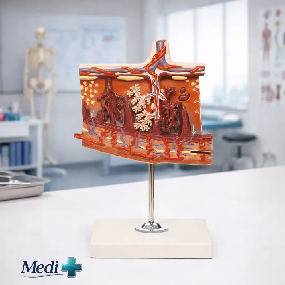 Placenta Anatomy Teaching Model