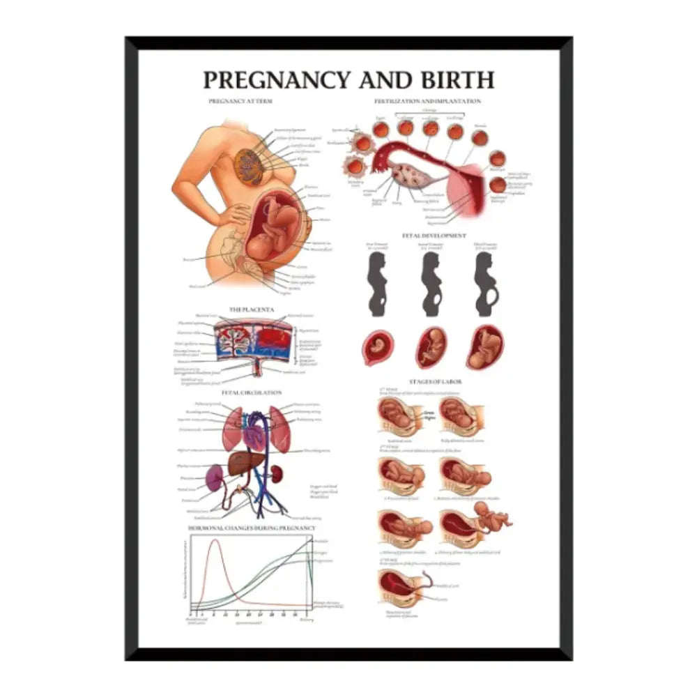 Pregnancy & Birth Medical Educational Anatomy Poster