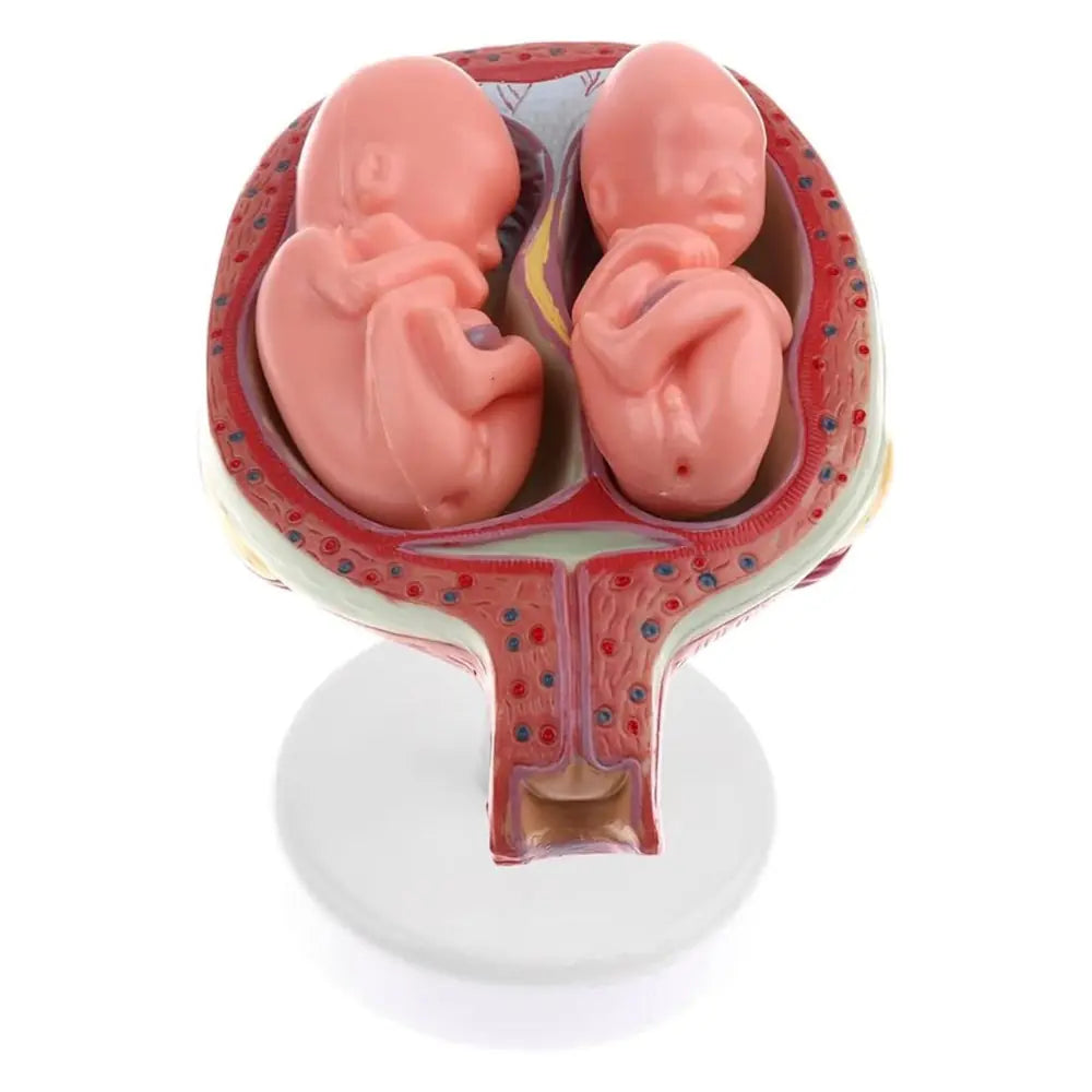 Pregnancy Model Set