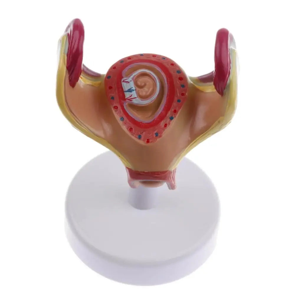 Pregnancy Series Model