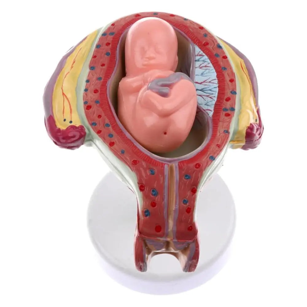 Pregnancy Series Models