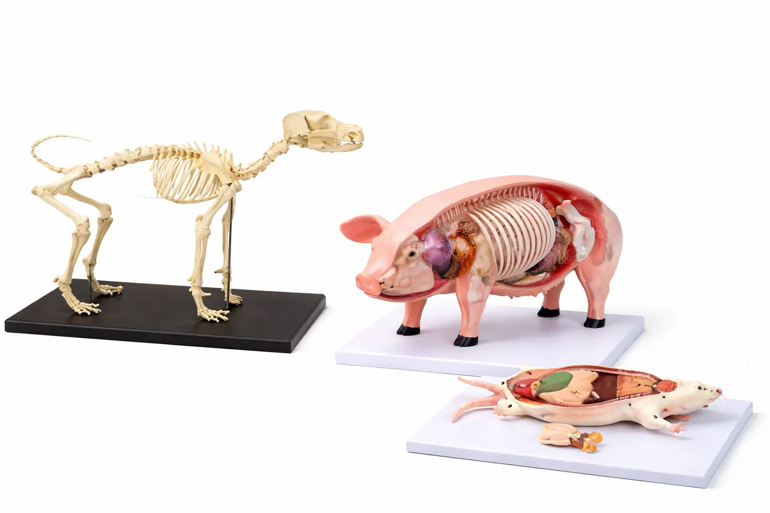 Professional Animal Anatomy Models
