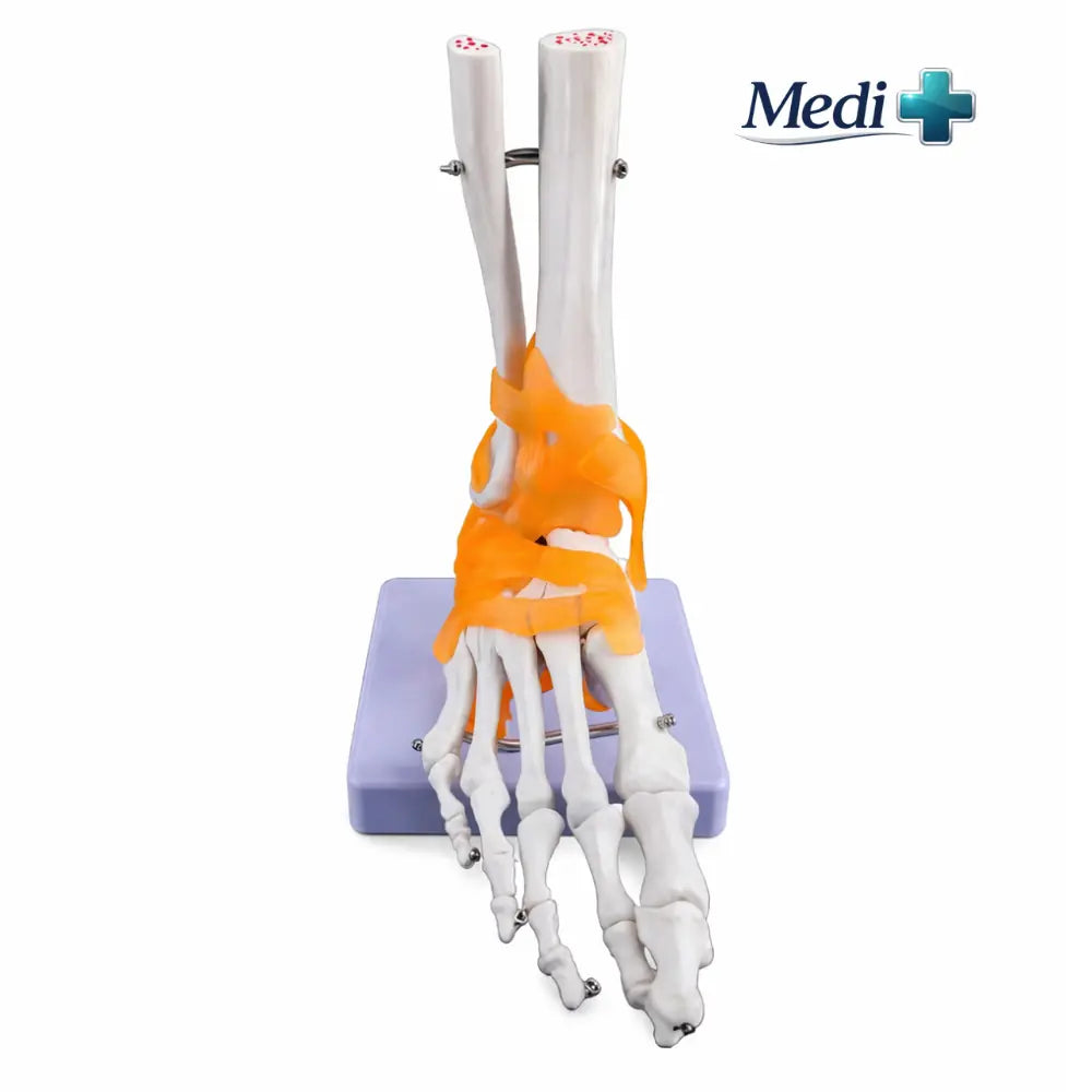 Professional Medical Training Model