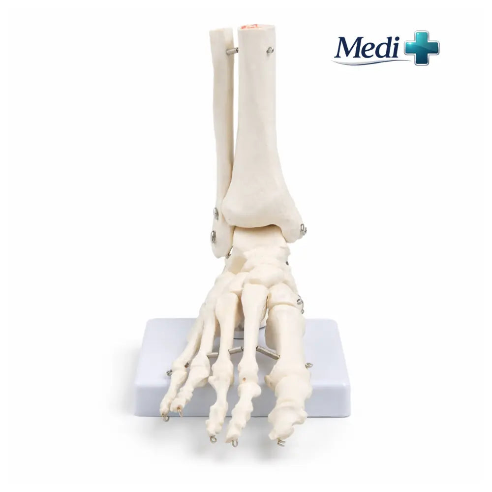 Skeleton Foot Models