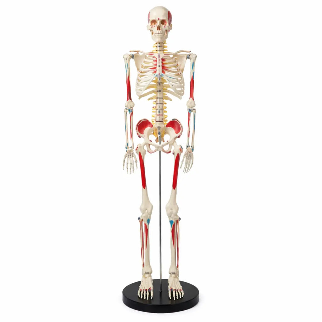 Skeleton With Intervertebral Disc Nerve Model