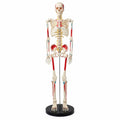 Skeleton With Intervertebral Disc Nerve Model