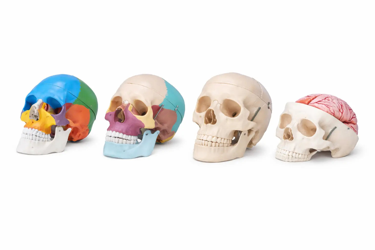 Skull Models