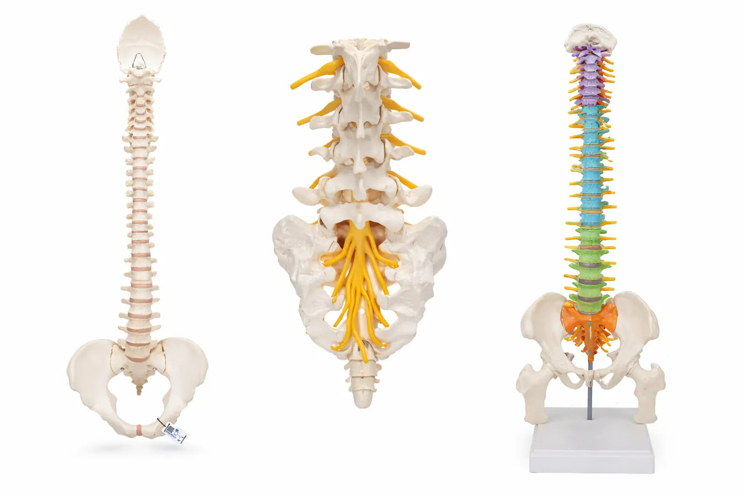 Spine & Vertebral Column Models