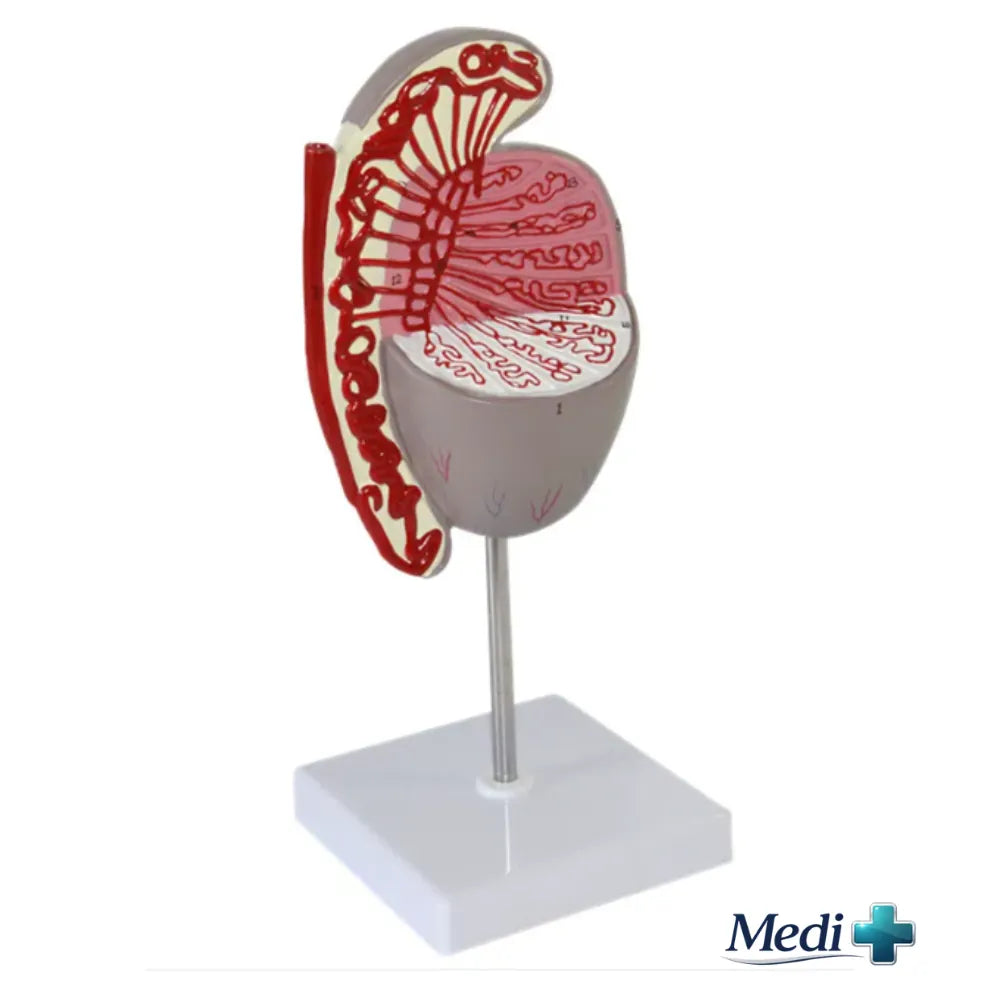 Testicular Anatomy Model