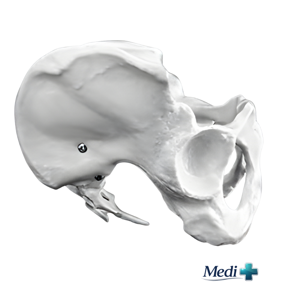 anatomical model female