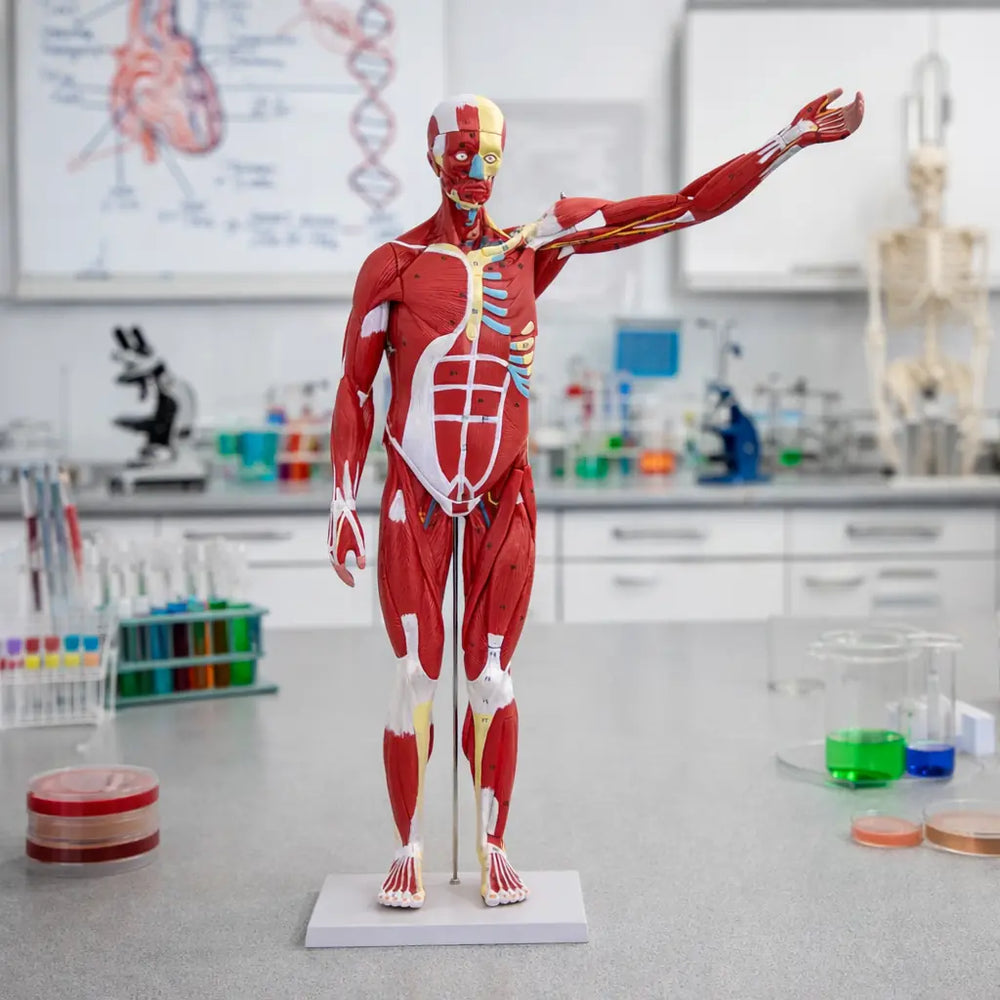 anatomical models UK