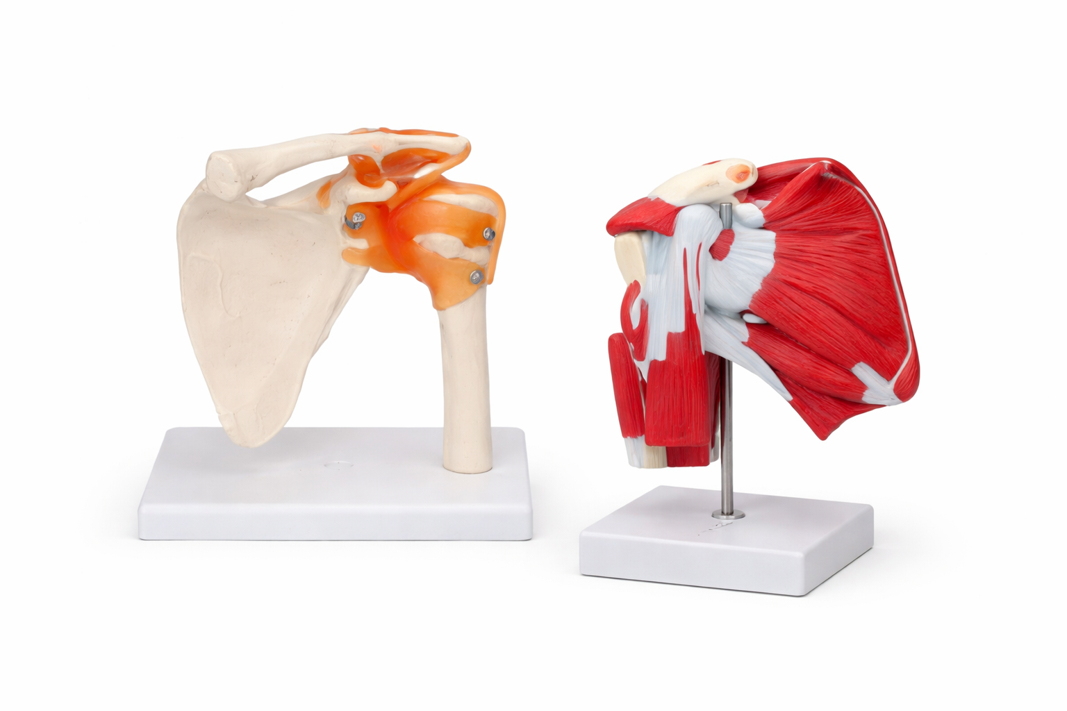 anatomical skeleton