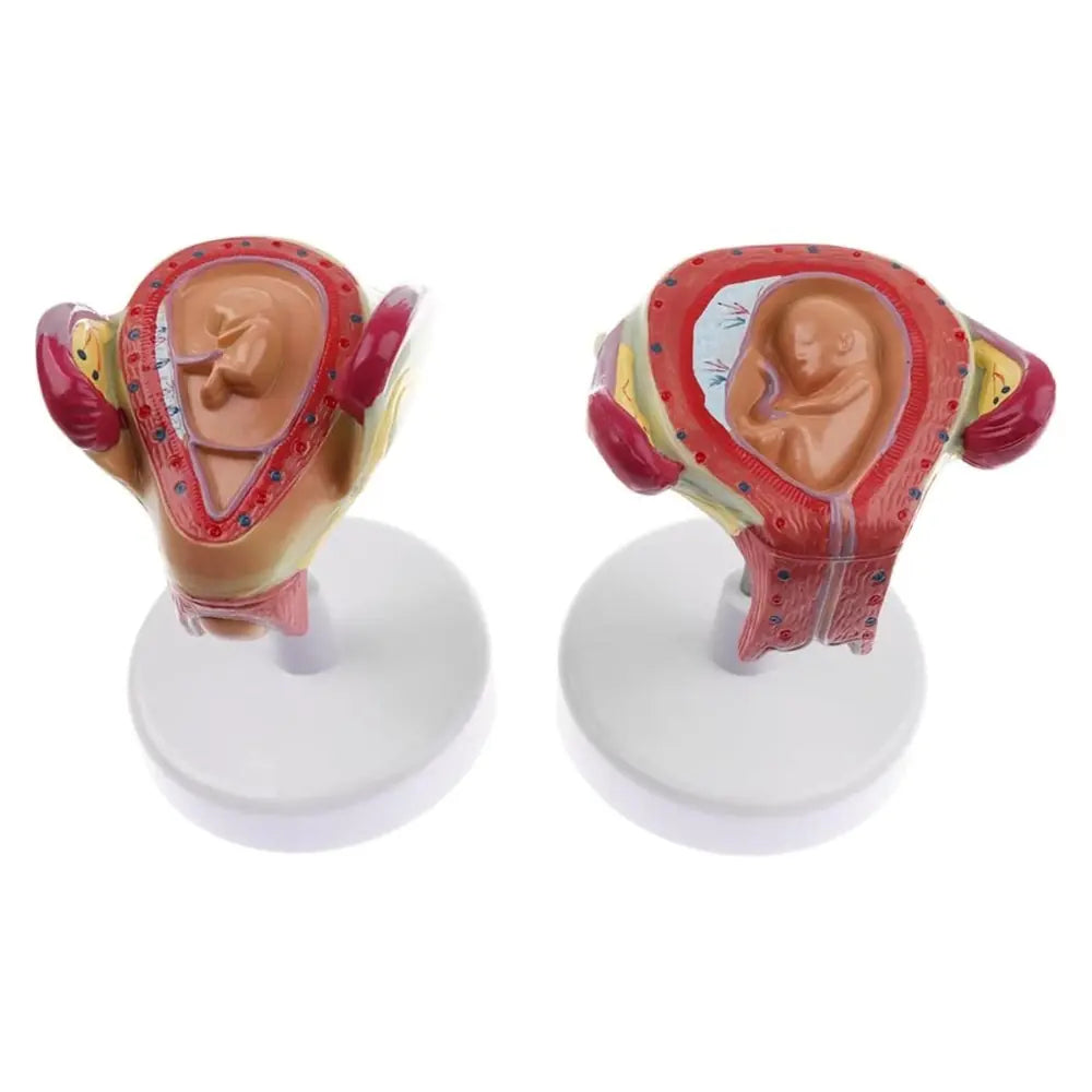 anatomical teaching aid demonstrating human gestation from embryo to fetus in the womb