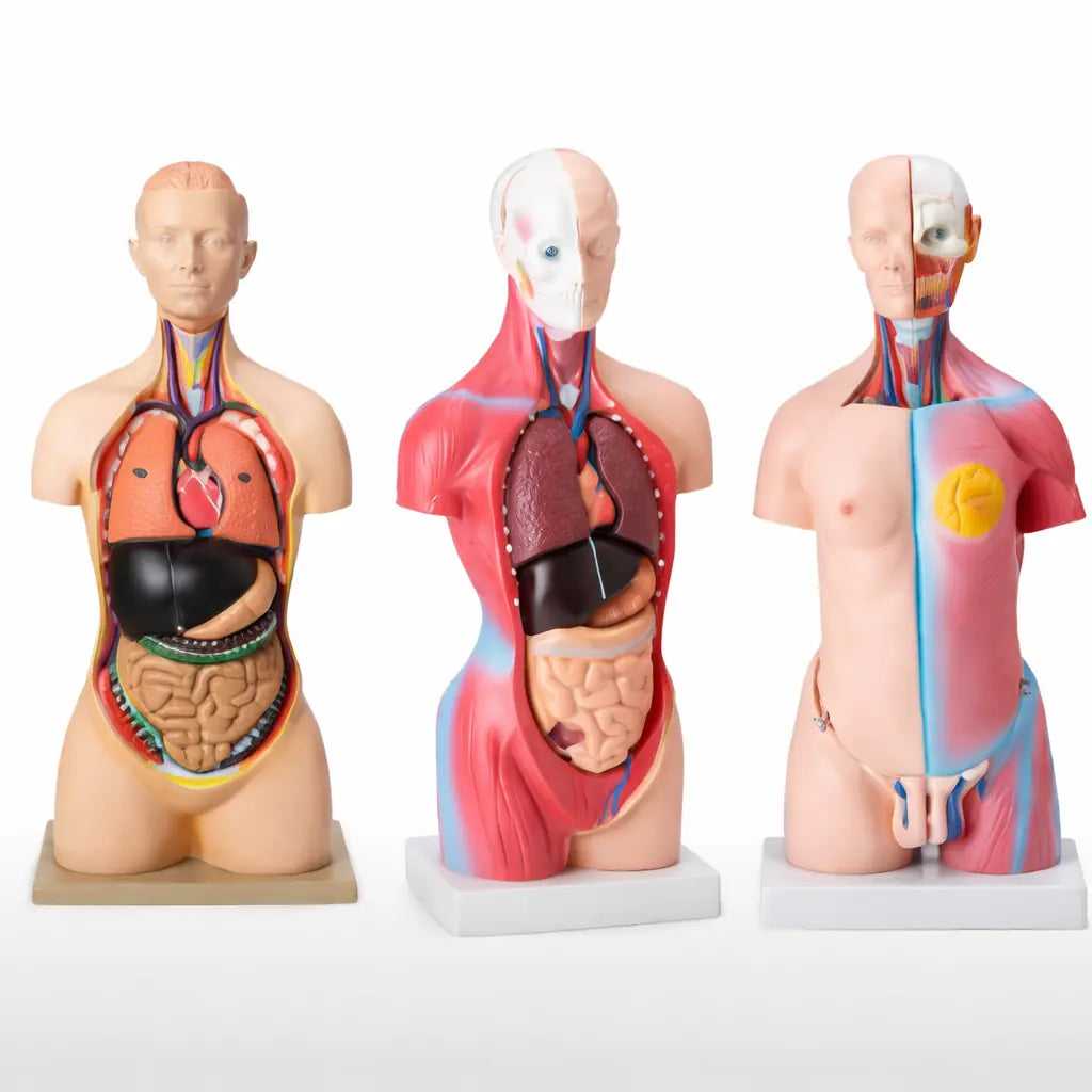 anatomical torso models