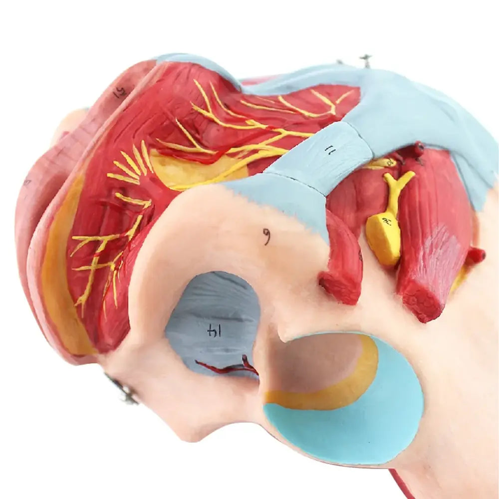 anatomy anatomical female pelvis model