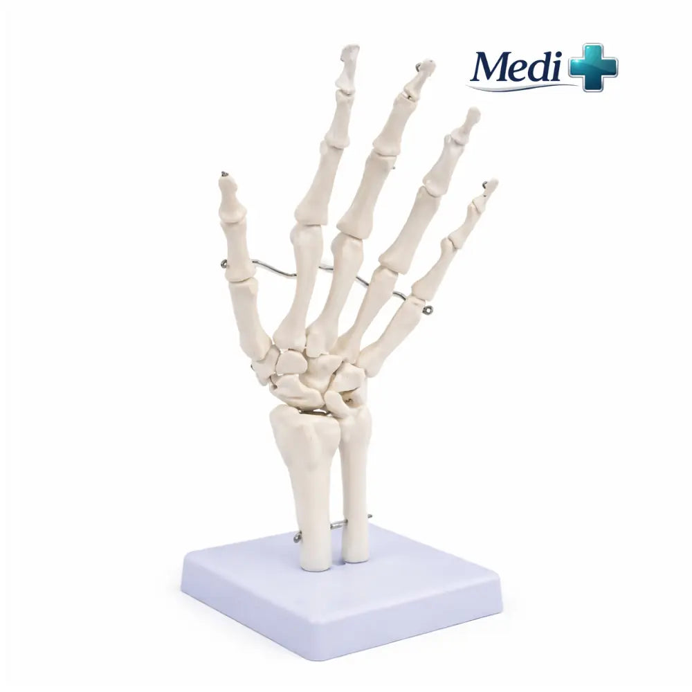 anatomy of the hand and wrist