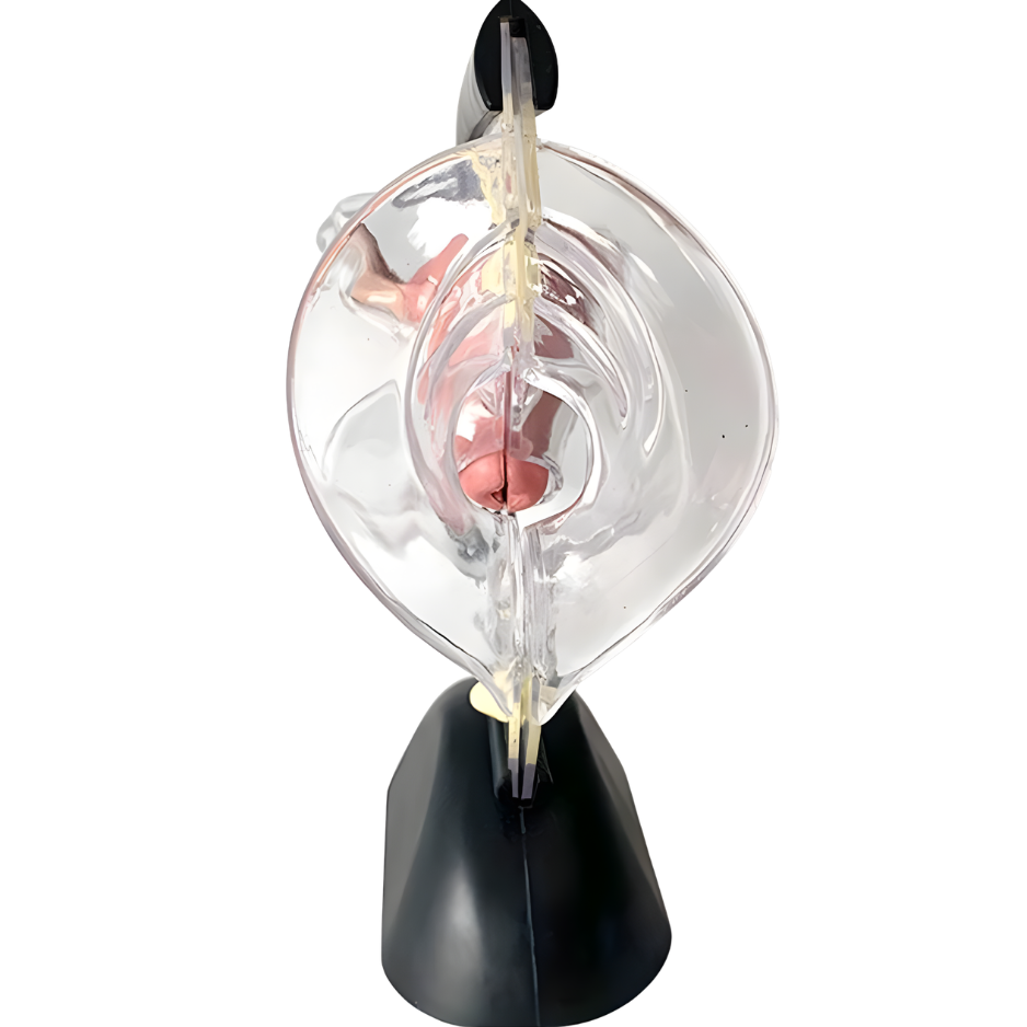 anatomy of uterus
