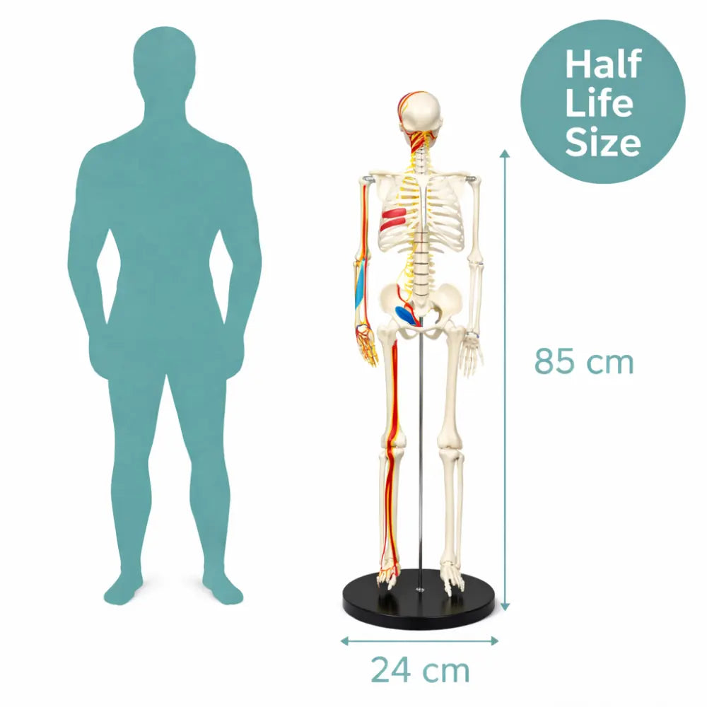 anatomy skeleton model