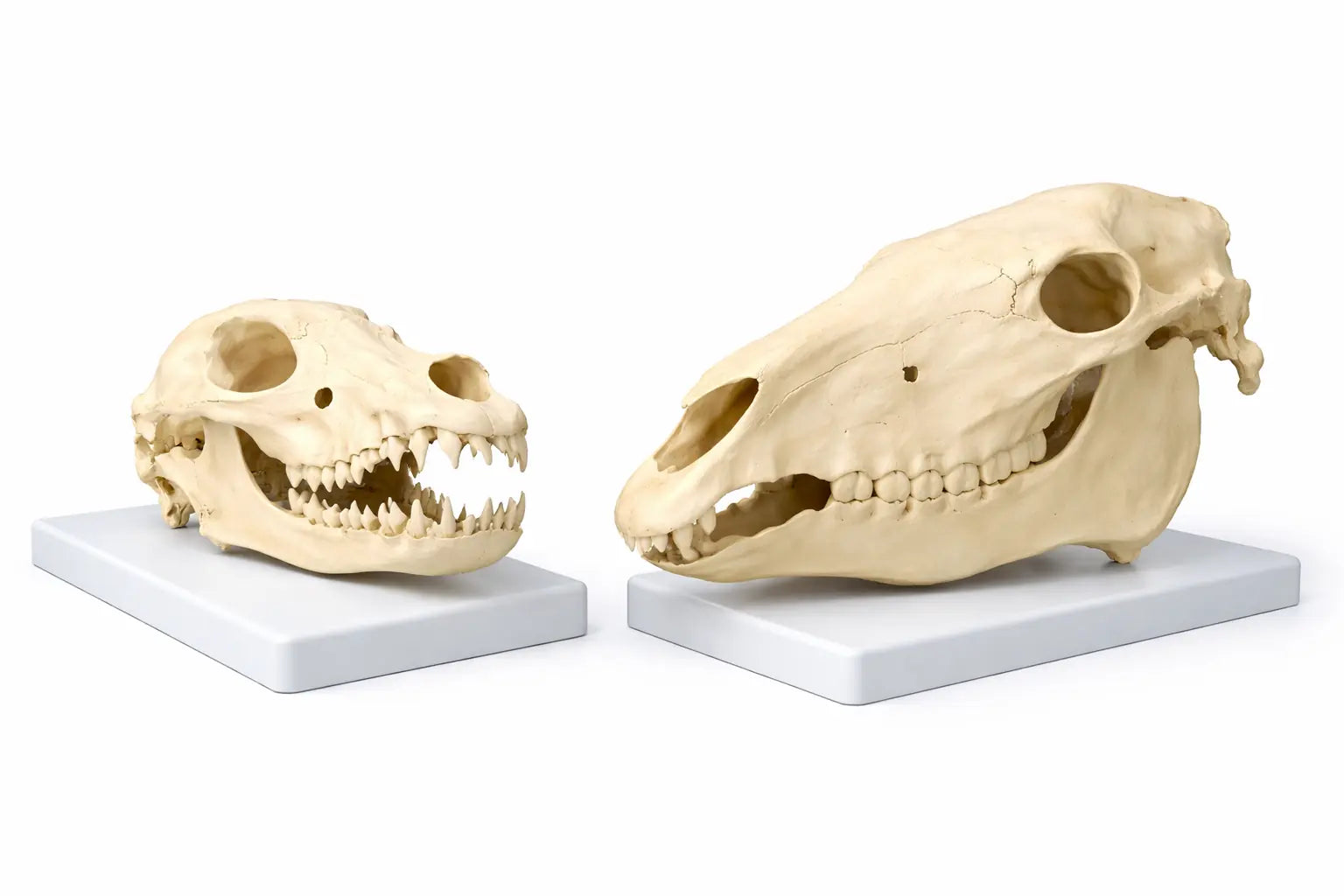 animal skeleton models