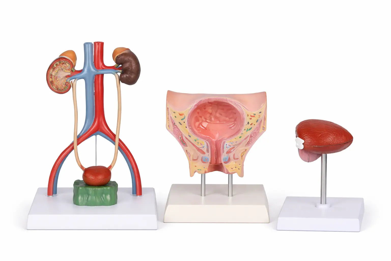 bladder models