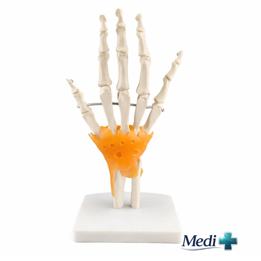 bones of the hand