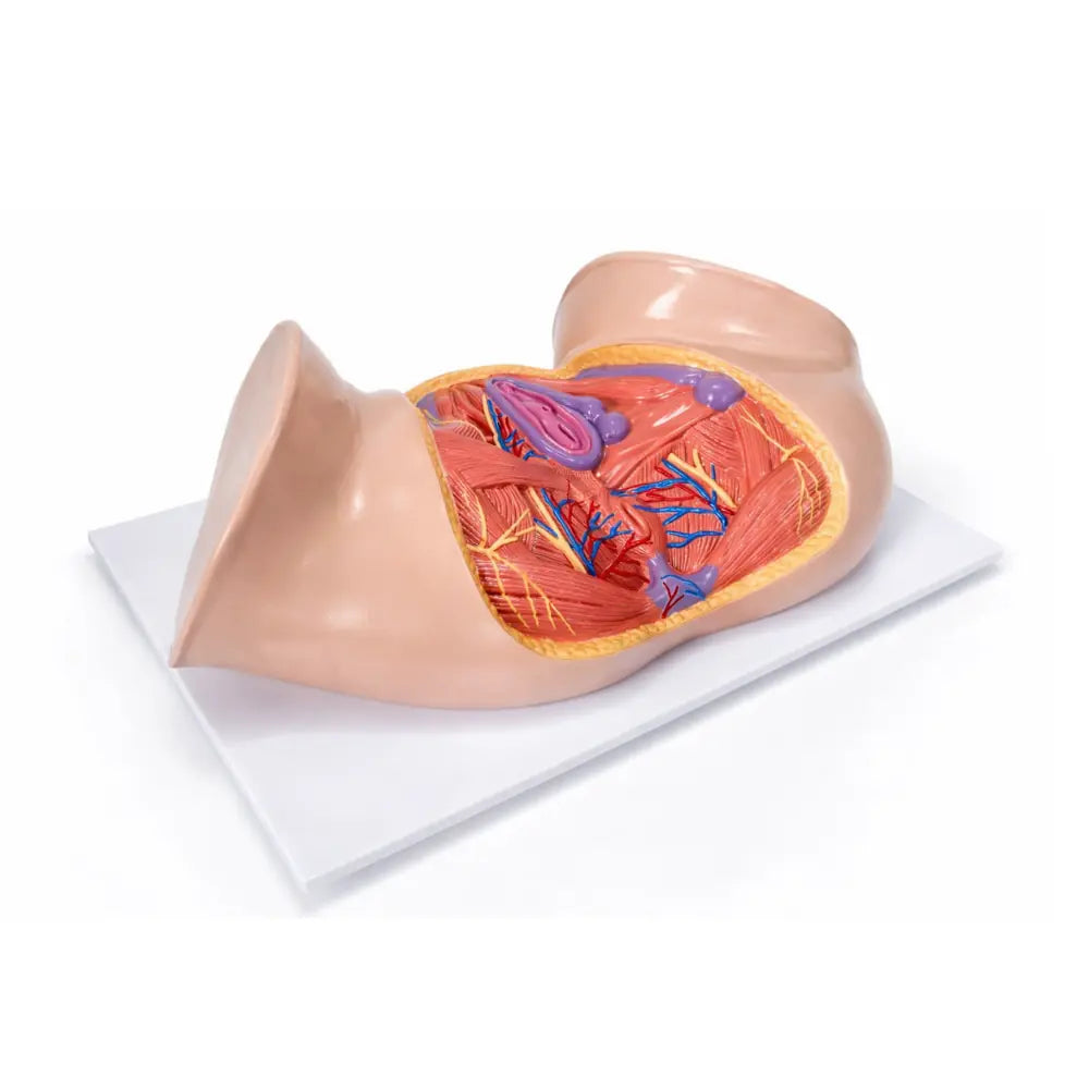 female pelvis model