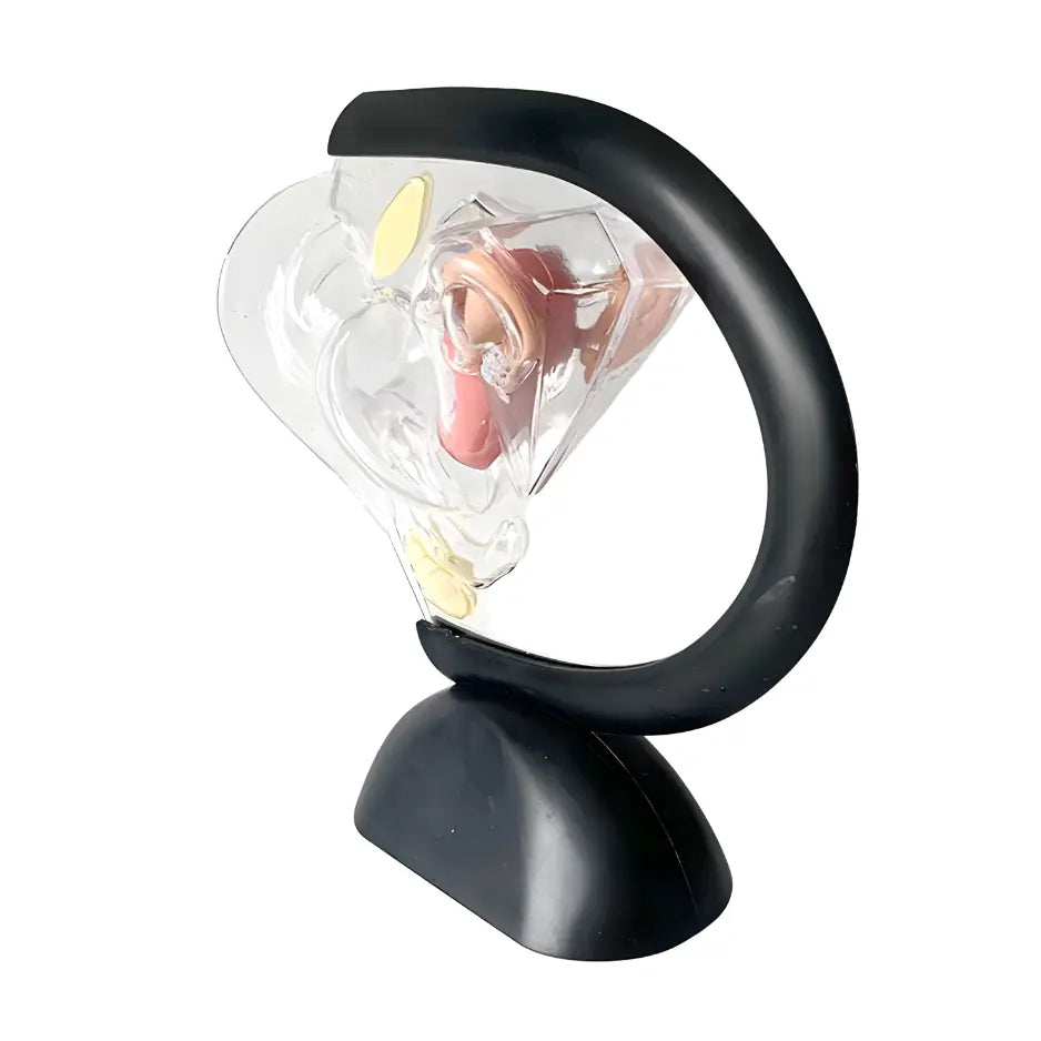 womb anatomy model