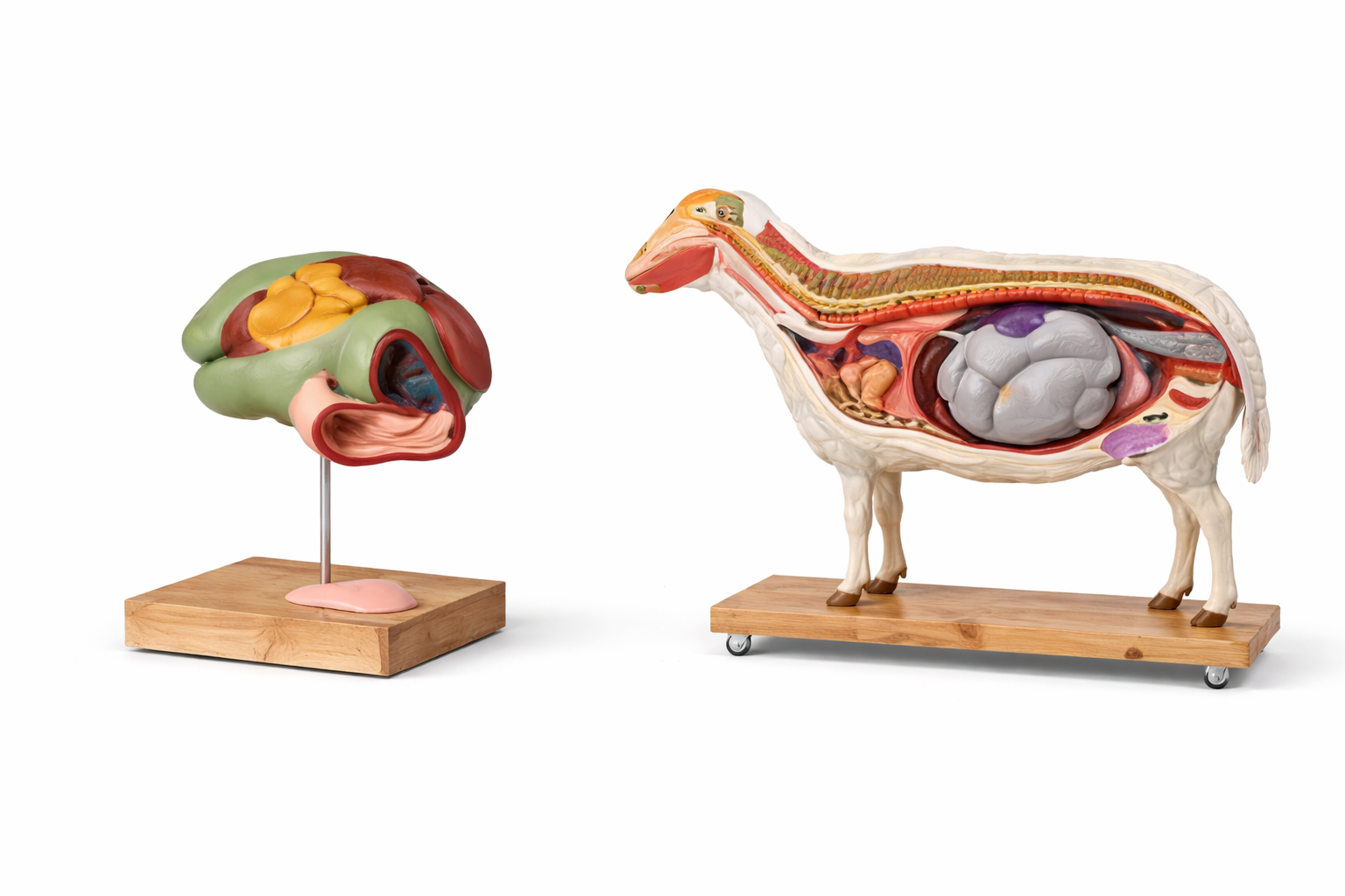 cattle anatomy
