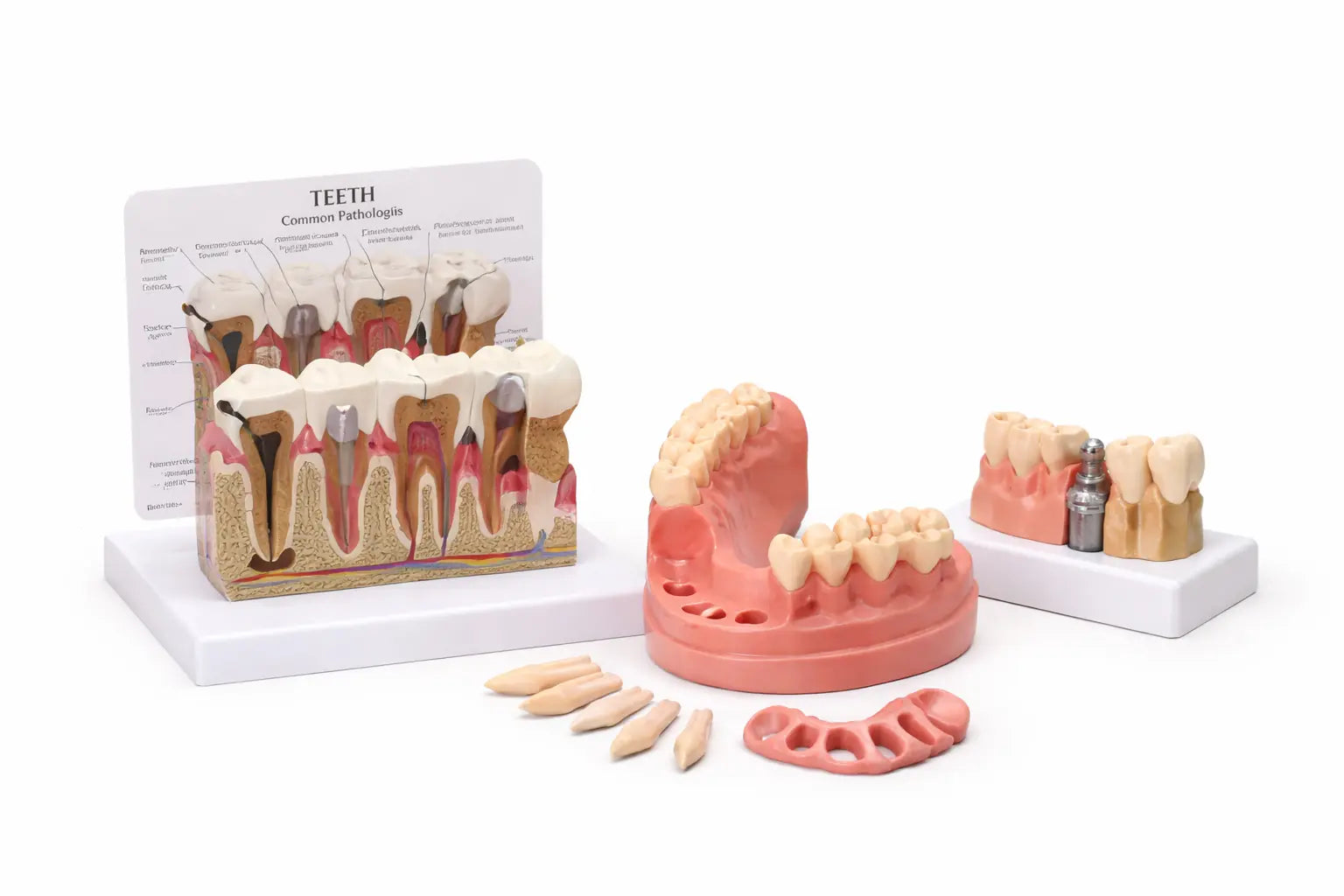 dental models for students