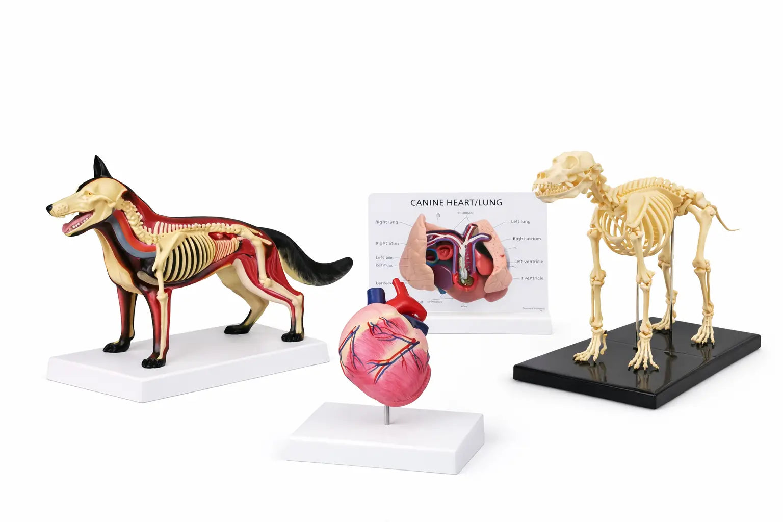 dog anatomy models