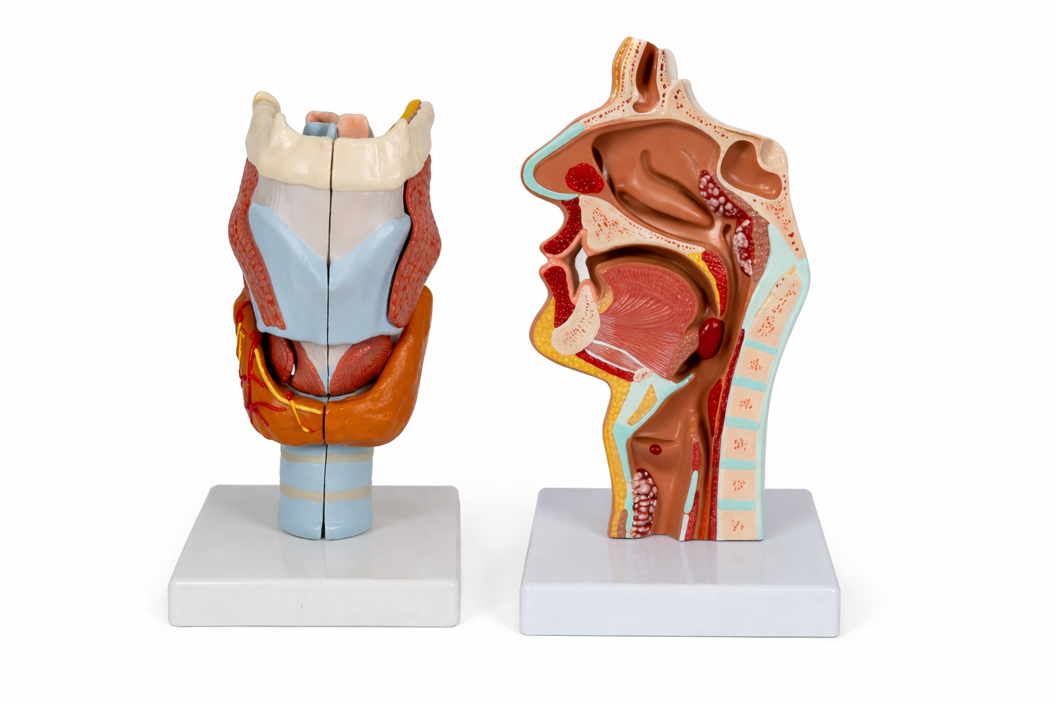ear anatomical model