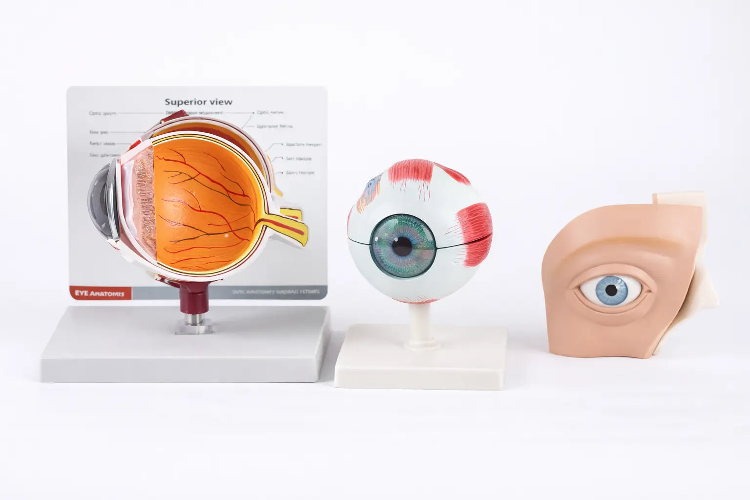 eyeball models