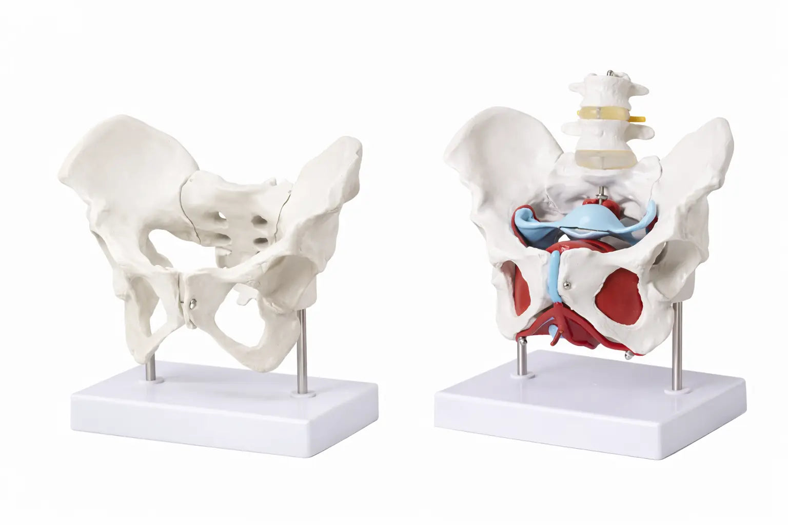 female musculoskeletal system