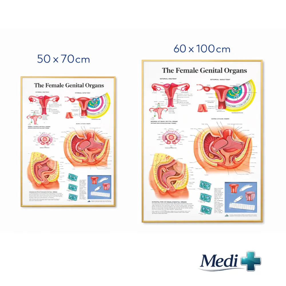 female pelvic anatomy poster
