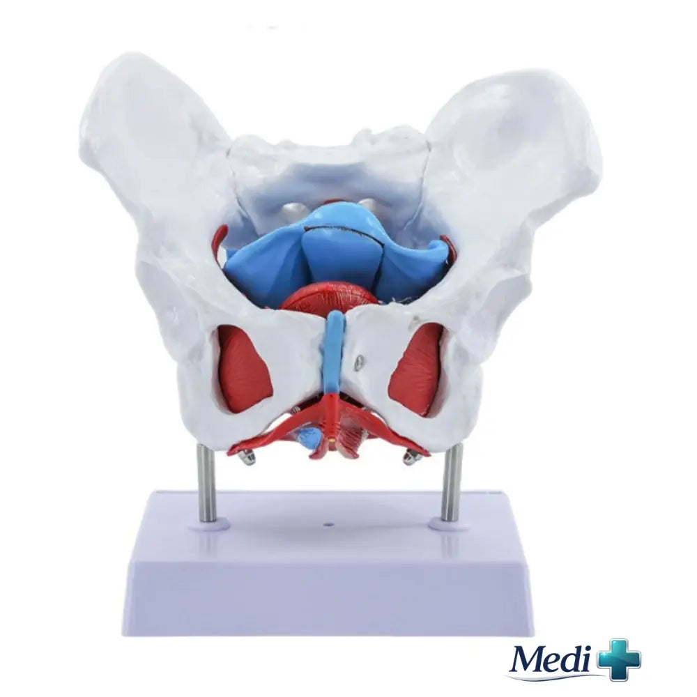 Budget Flexible Female Pelvis Anatomy Model